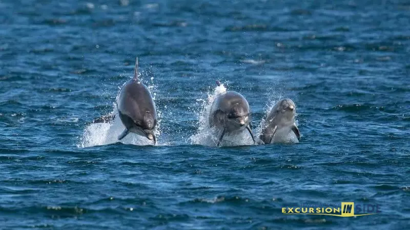 Side Dolphin Island Boat Tour image 0