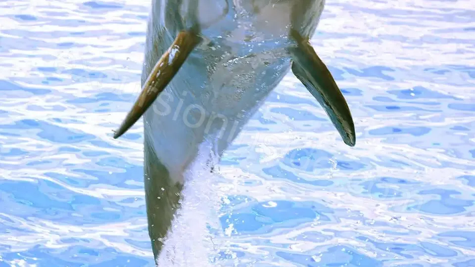 Side Dolphin Show image 18