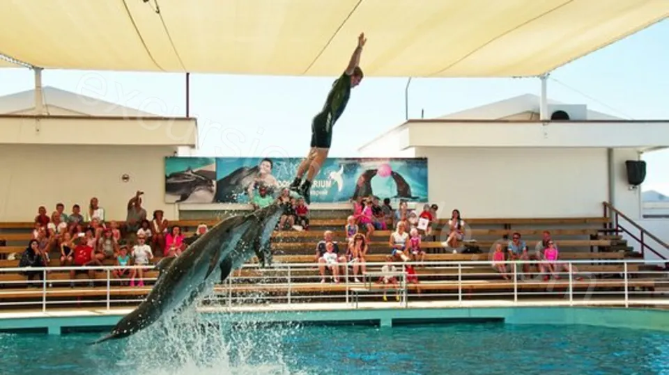 Side Dolphin Show 2