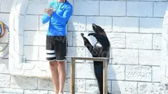 Side Dolphin Show nav photo 10