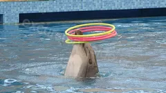 Side Dolphin Show nav photo 16