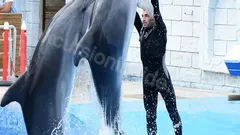 Side Dolphin Show nav photo 17