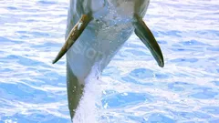 Side Dolphin Show nav photo 18