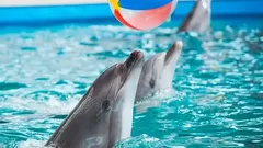 Side Dolphin Show nav photo 0