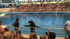 Side Dolphin Show nav photo 20