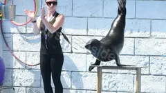 Side Dolphin Show nav photo 9