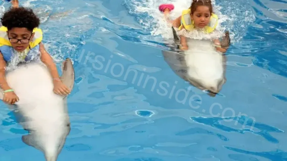 Swim With Dolphins in Side image 18