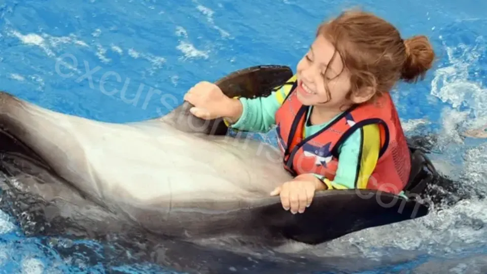 Swim With Dolphins in Side image 26