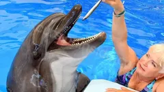 Swimming with Dolphins in Side nav photo 15