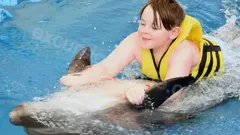 Swimming with Dolphins in Side nav photo 19