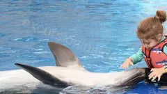 Swimming with Dolphins in Side nav photo 25