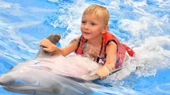 Swimming with Dolphins in Side nav photo 28