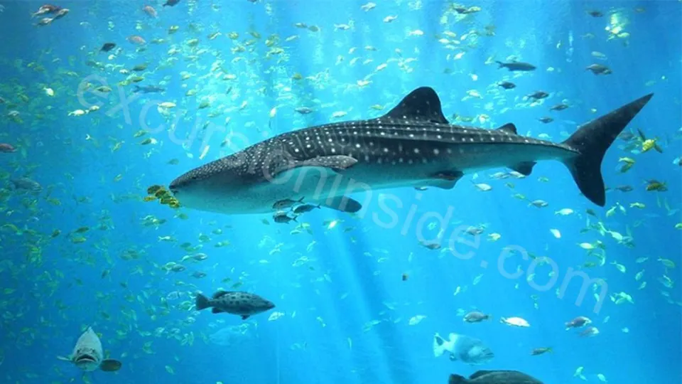  Side Aquarium Tour