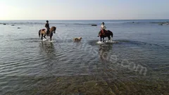  Horse Riding in Side nav photo 11