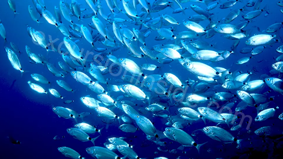 Diving in Alanya from Side image 18