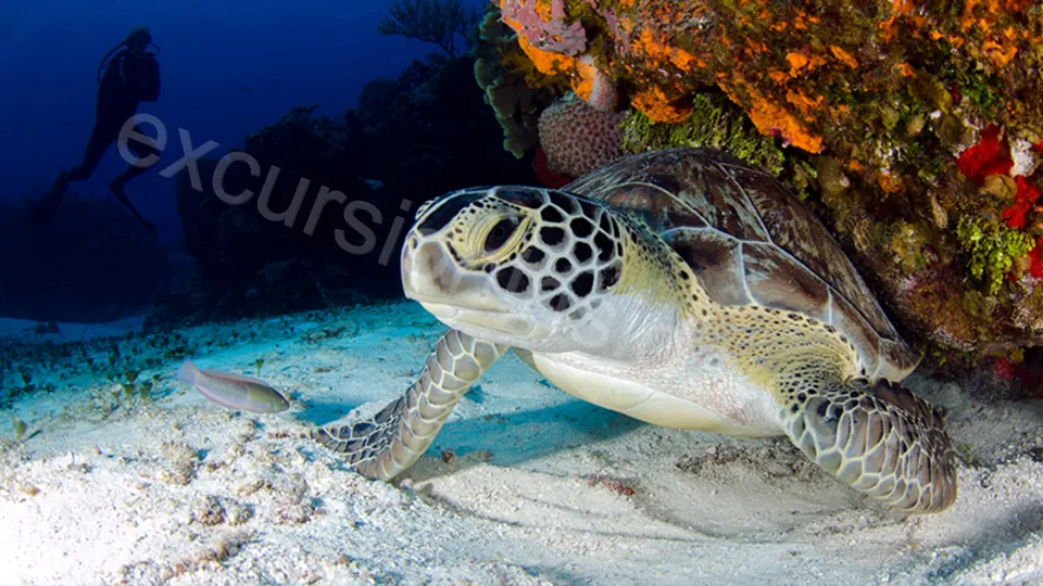 Diving in Alanya from Side image 7