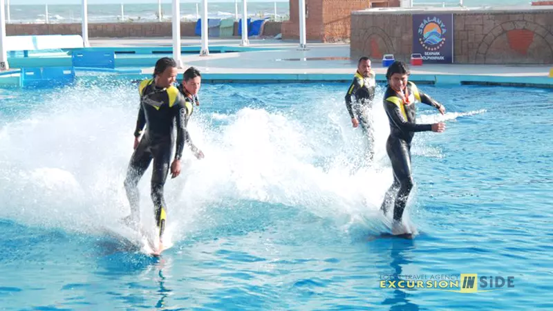 Side Dolphin Show image 3
