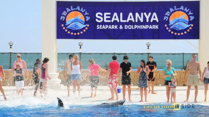 Side Dolphin Show image 6