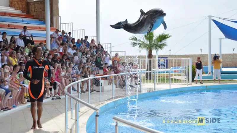 Side Dolphin Show image 7