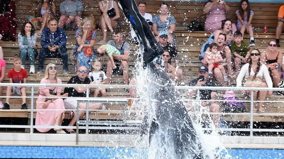 Side Dolphin Show image 1