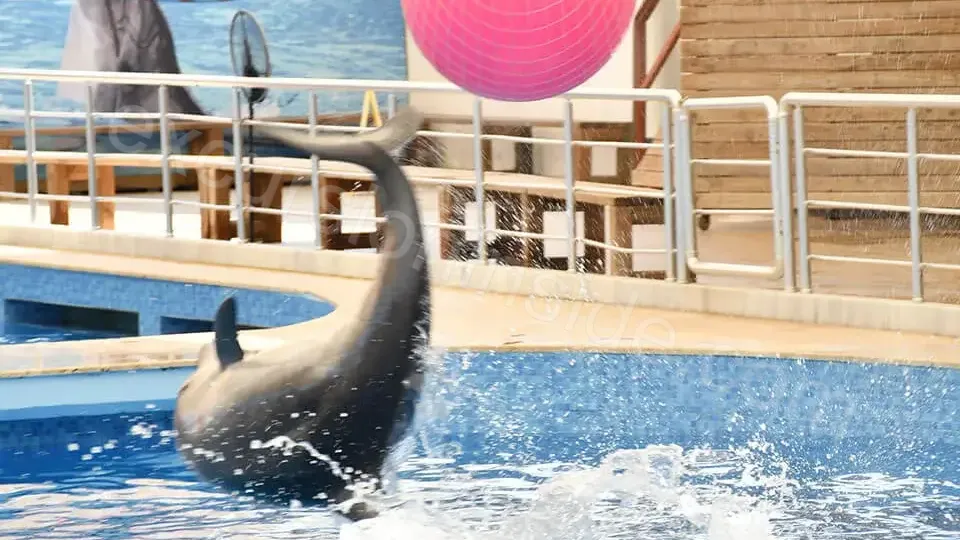 Side Dolphin Show image 9