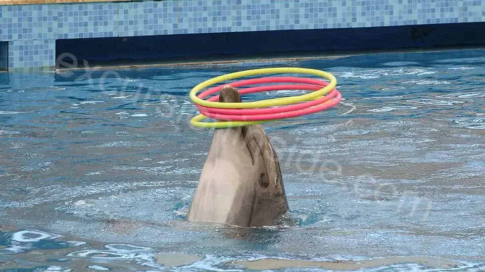 Side Dolphin Show image 10
