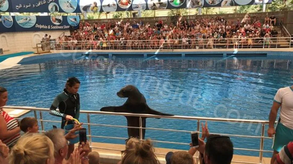 Side Dolphin Show image 11