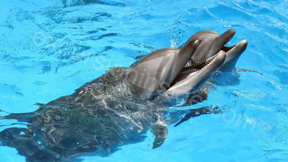 Side Dolphin Show image 12