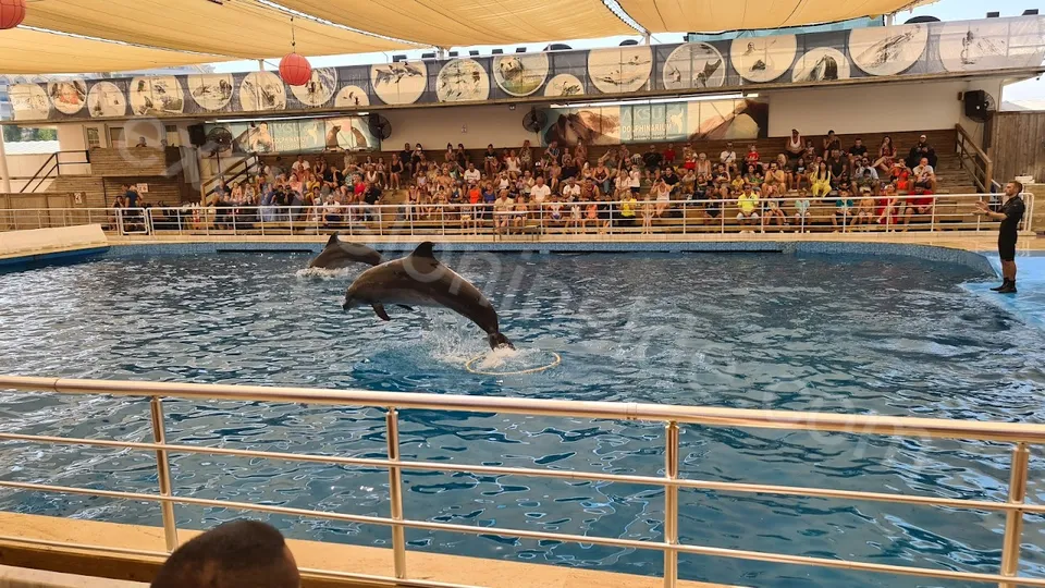 Side Dolphin Show image 13
