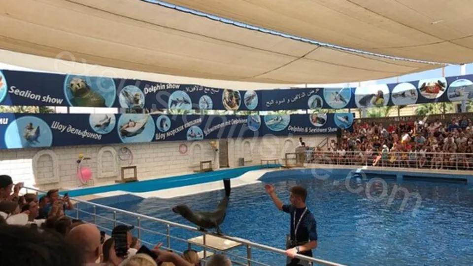 Side Dolphin Show image 14