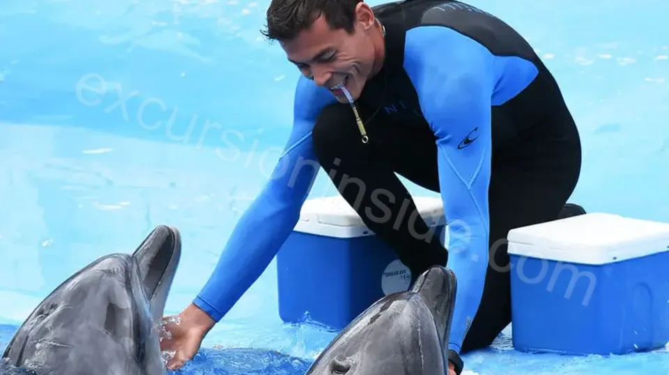 Side Dolphin Show image 15