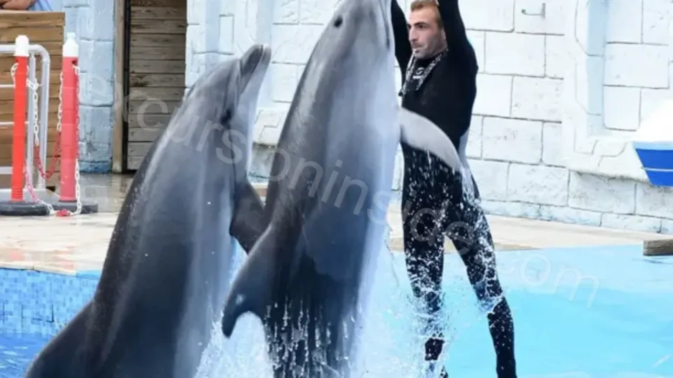 Side Dolphin Show image 16