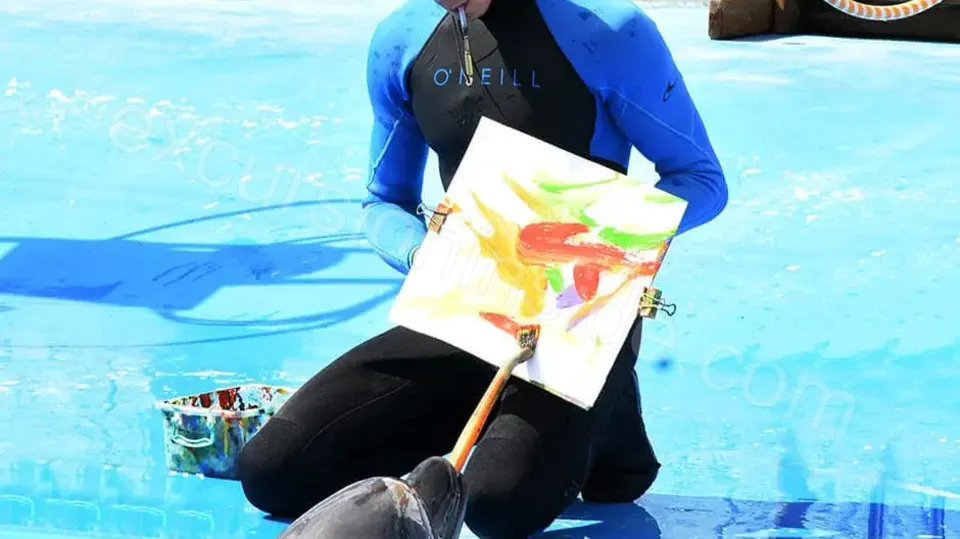 Side Dolphin Show image 17