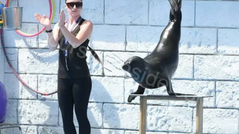 Side Dolphin Show image 3