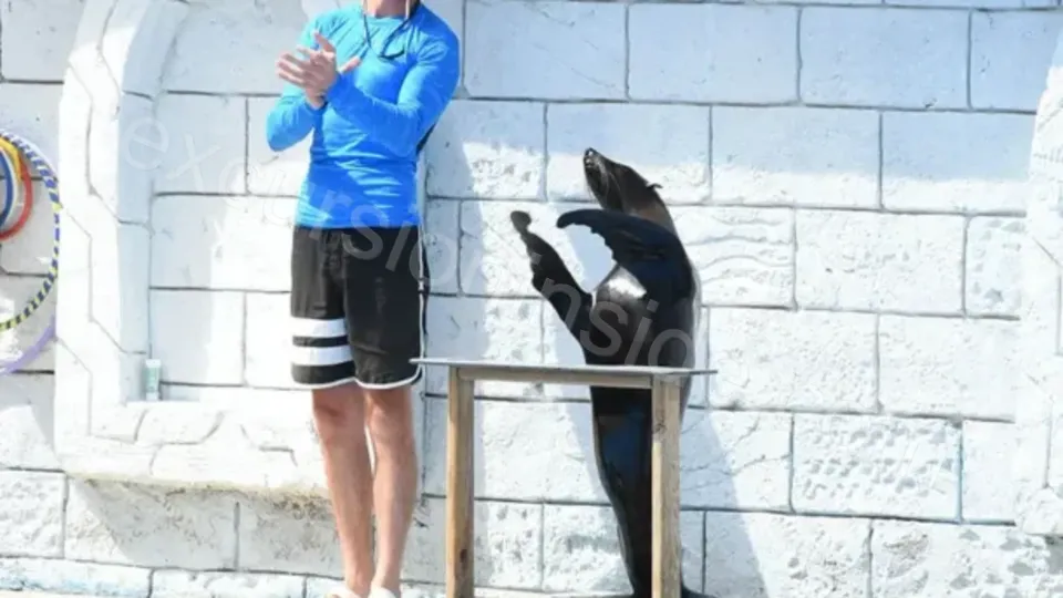 Side Dolphin Show image 4