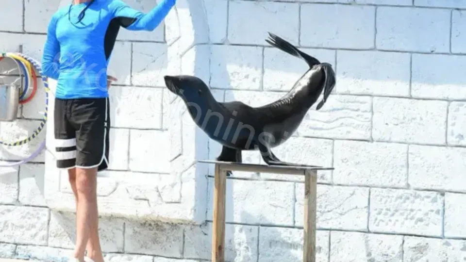 Side Dolphin Show image 5