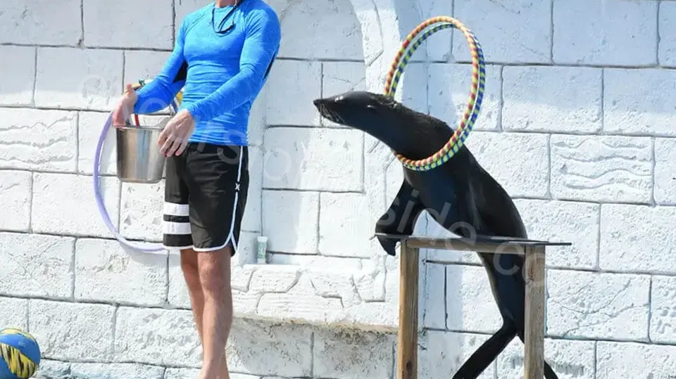 Side Dolphin Show image 6