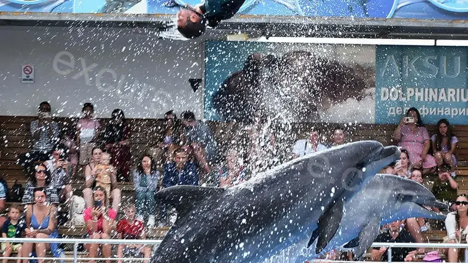 Side Dolphin Show image 7