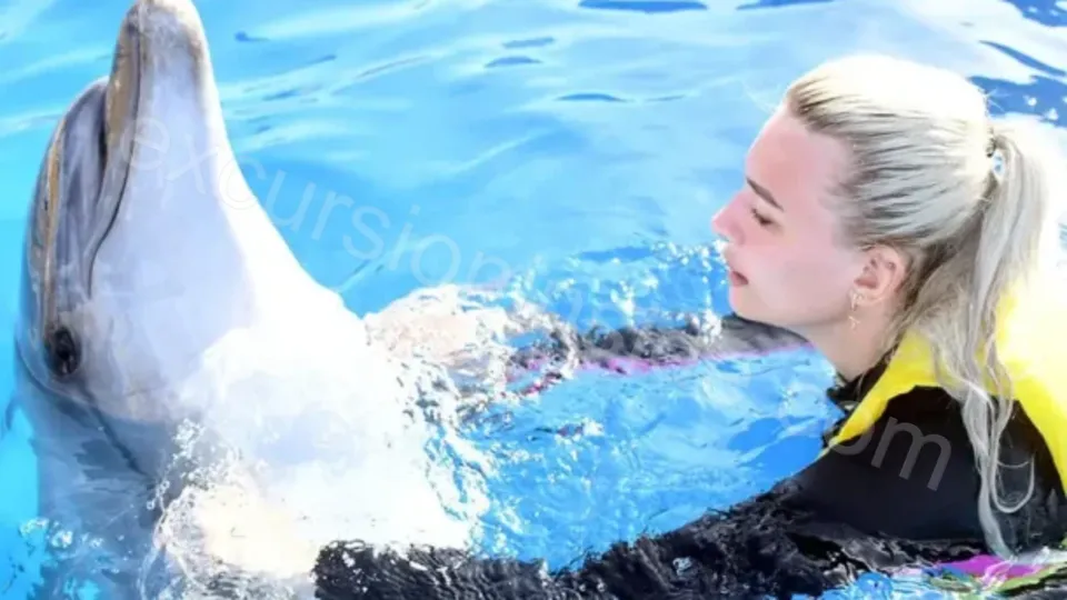 Swim With Dolphins in Side image 1