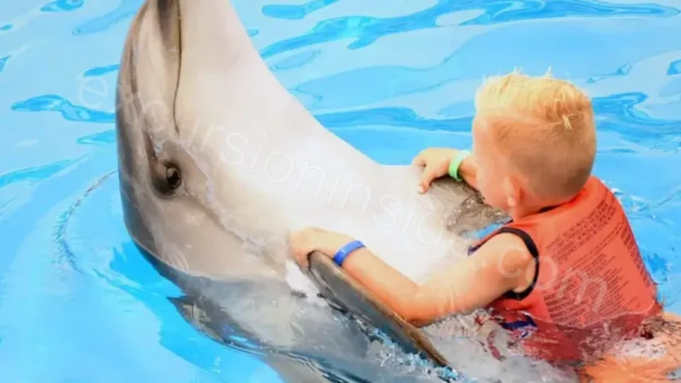 Swim With Dolphins in Side image 10