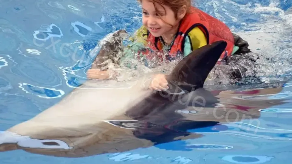 Swim With Dolphins in Side image 13