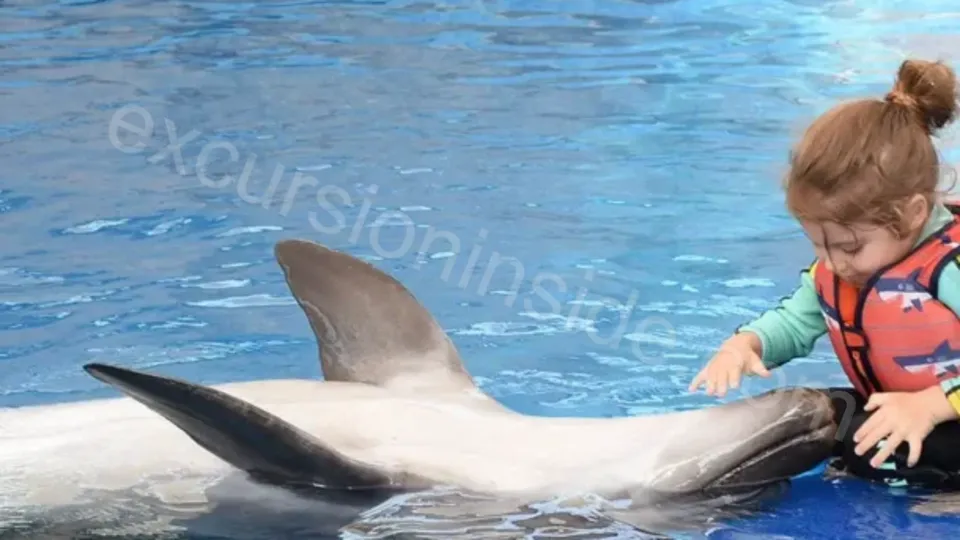 Swim With Dolphins in Side image 14