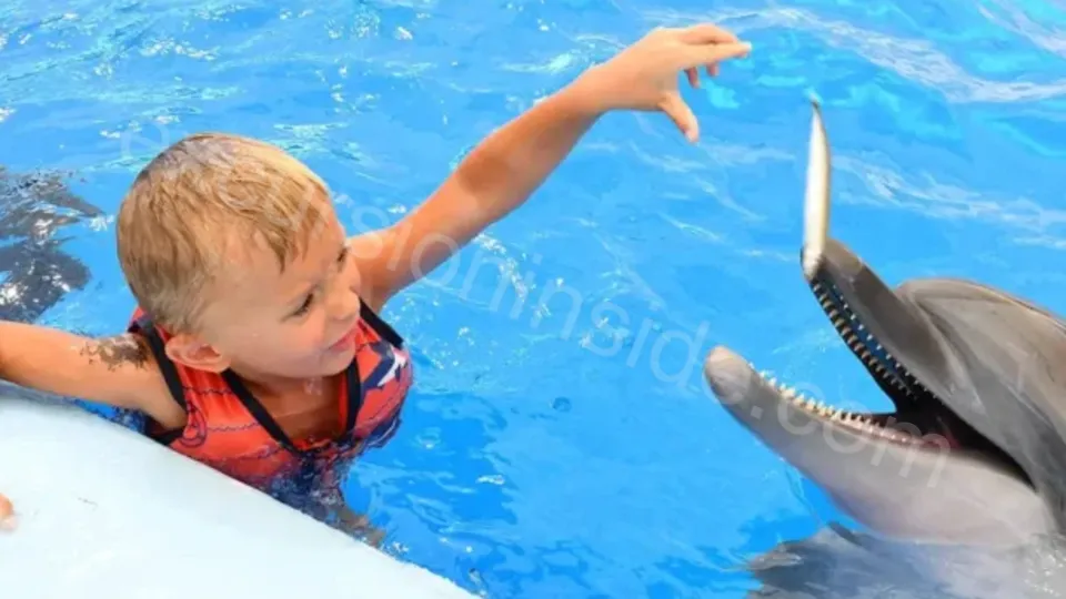 Swim With Dolphins in Side image 16