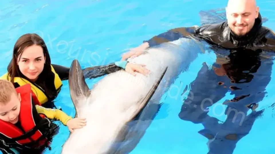 Swim With Dolphins in Side image 18