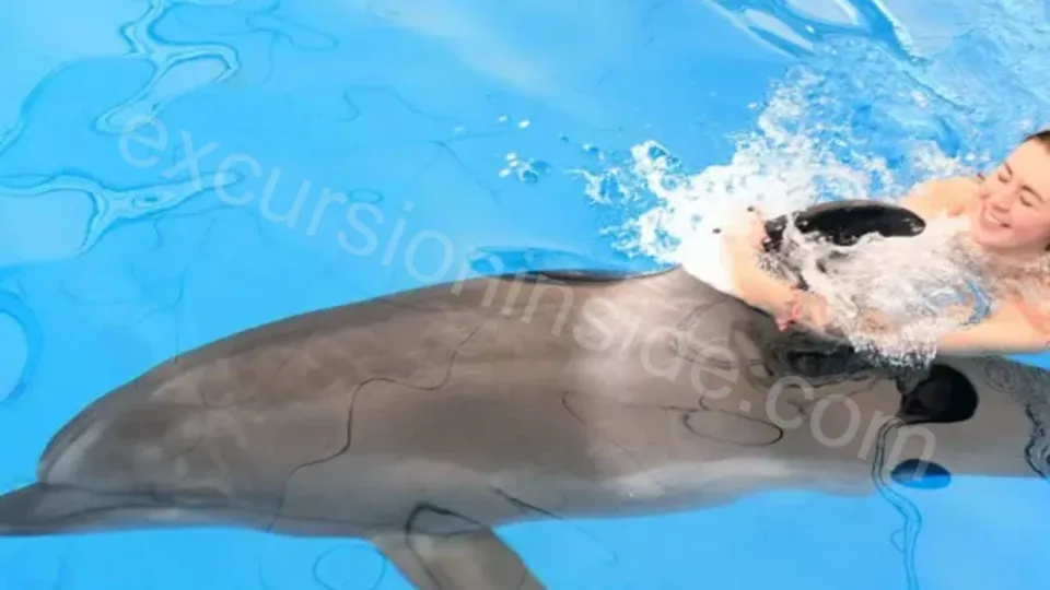Swim With Dolphins in Side image 23