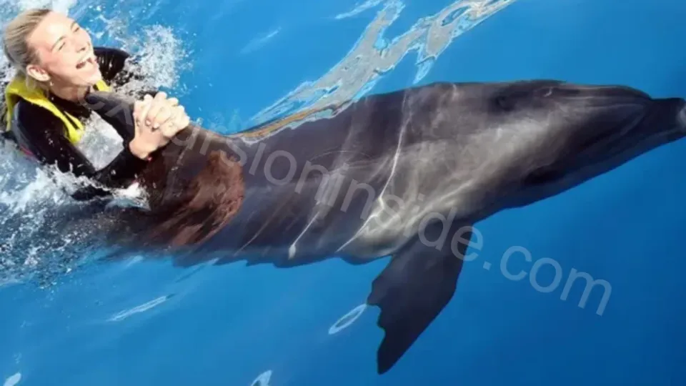 Swim With Dolphins in Side image 3