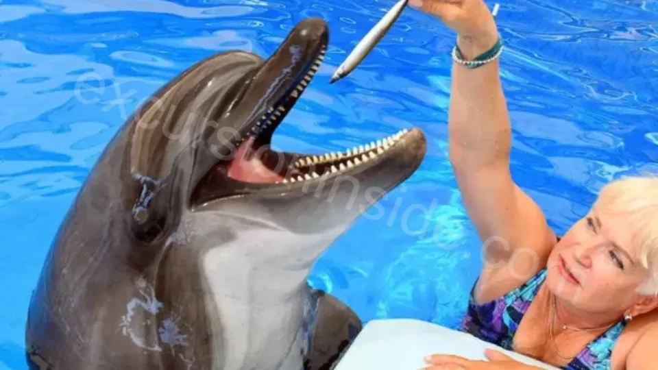 Swim With Dolphins in Side image 5