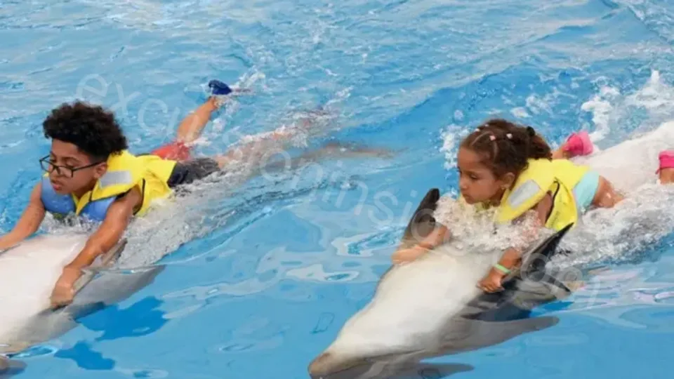 Swim With Dolphins in Side image 6