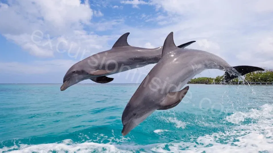 Side Dolphin Island Boat Tour photo 2