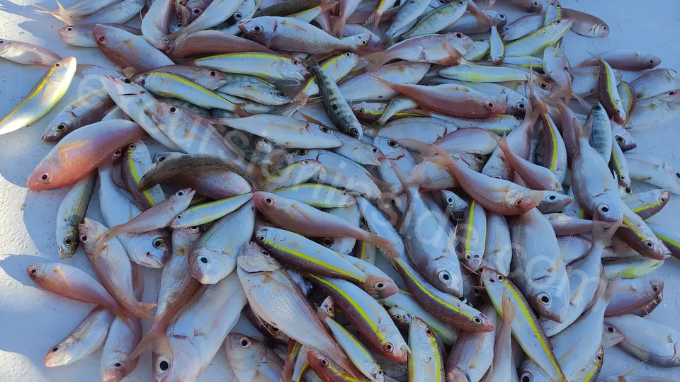 Side Fishing Tour photo 21